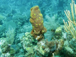 66 Sponge IMG 3796